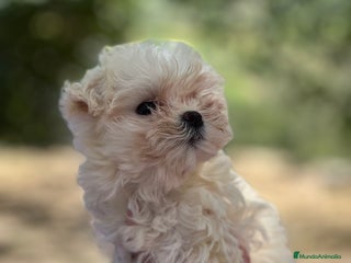 Bichón Maltés perros - Anuncio 18