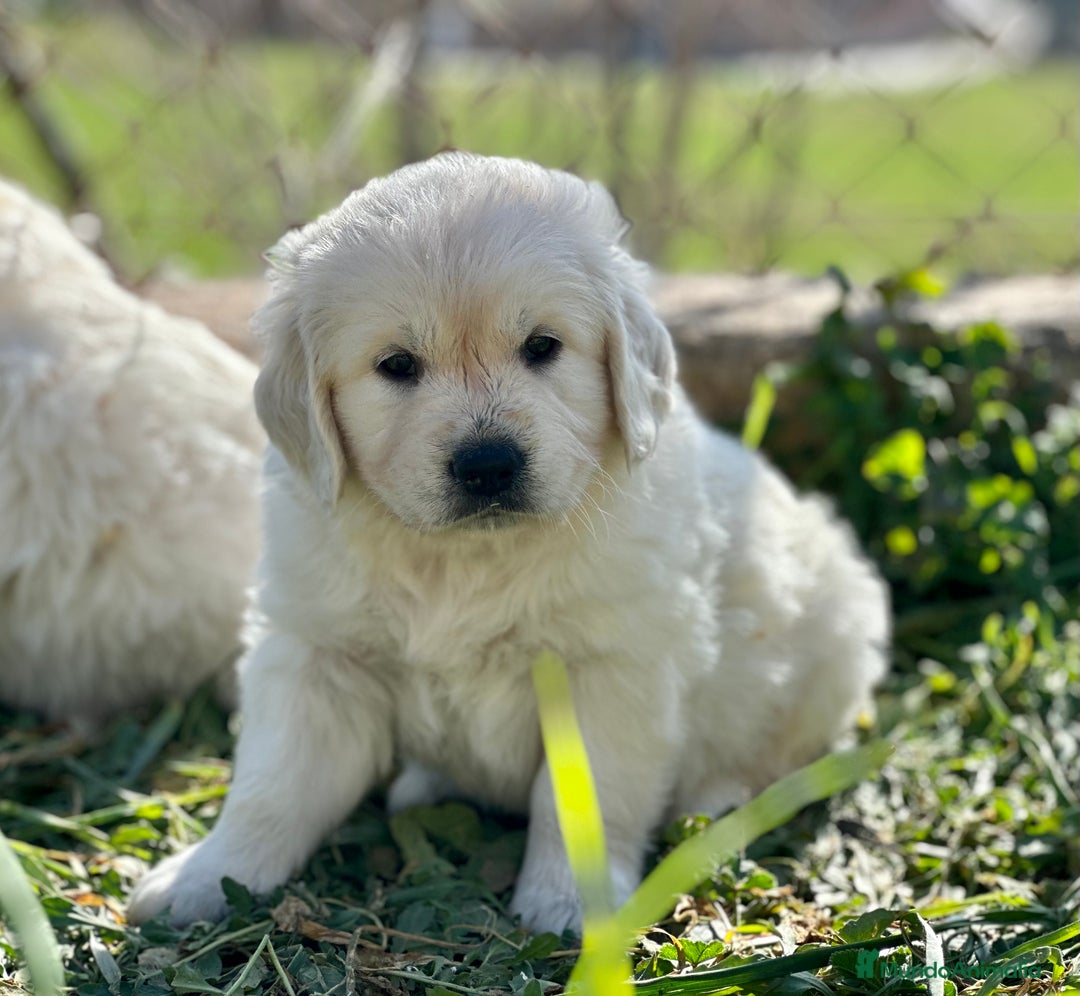 Golden Retriever perros en venta: GOLDEN RETRIEVER NACIONAL CALIDAD en Barcelona - Imagen 6