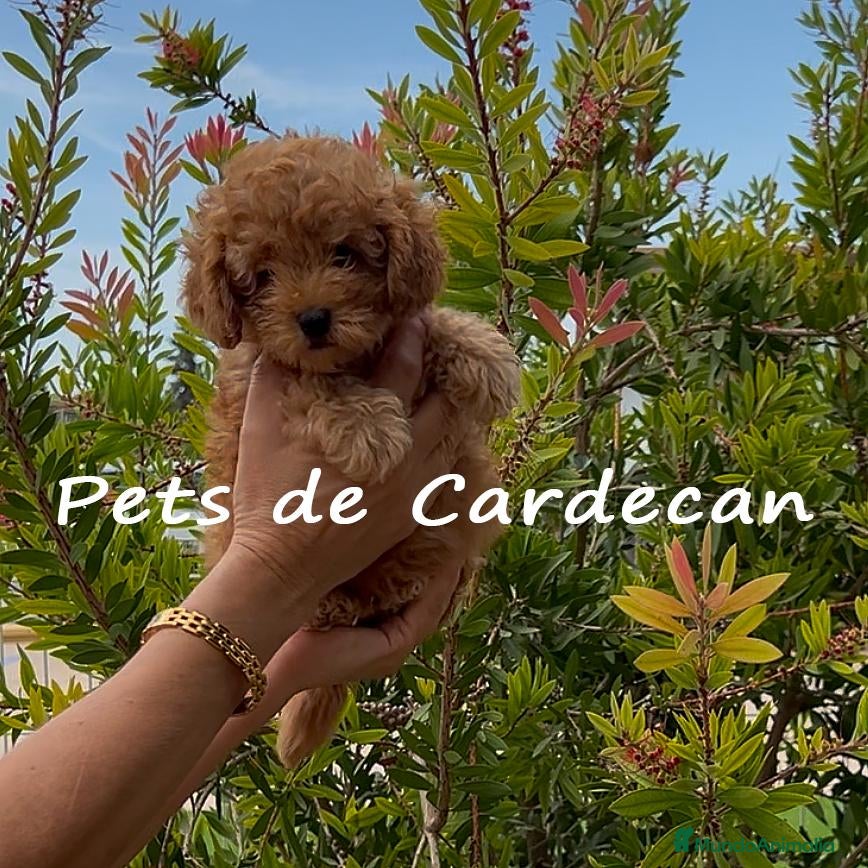 Caniche Toy perros CANICHE TOY APRICOT MACHO  - Anuncio 3