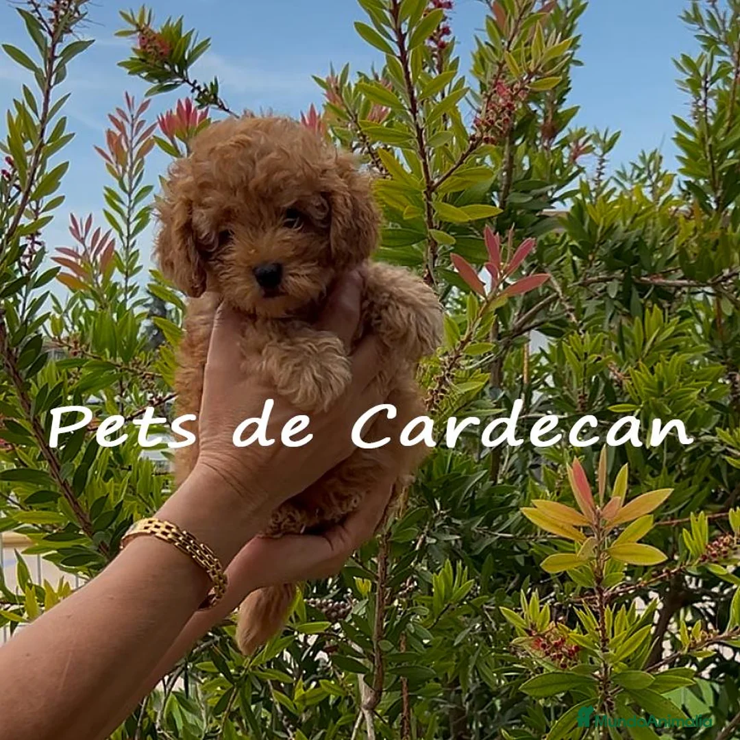 Caniche Toy perros en venta: CANICHE TOY APRICOT MACHO  - Anuncio 1