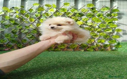 Pomerania perros en venta: Pomeranias toy  - Anuncio 4