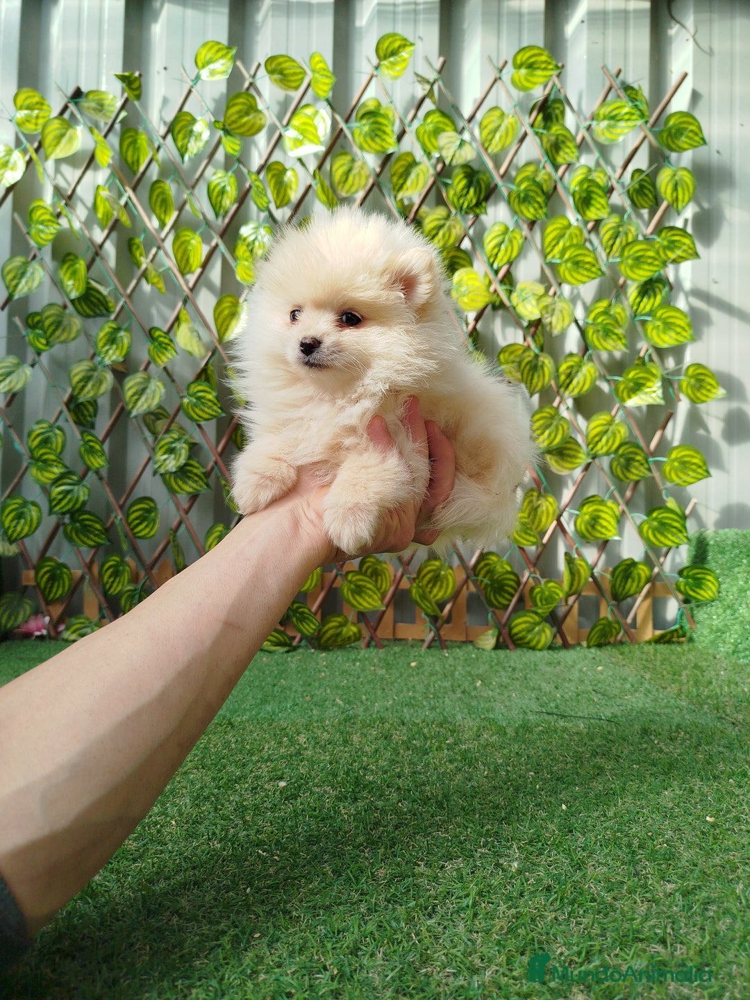 Pomerania perros en venta: Pomeranias toy  - Anuncio 4
