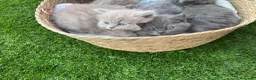 Británico de Pelo Corto Azul gatos en venta: British Blue y Lilac - Anuncio 3