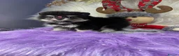 Pomerania perros en venta: pomeranias cachorros  - Anuncio 5