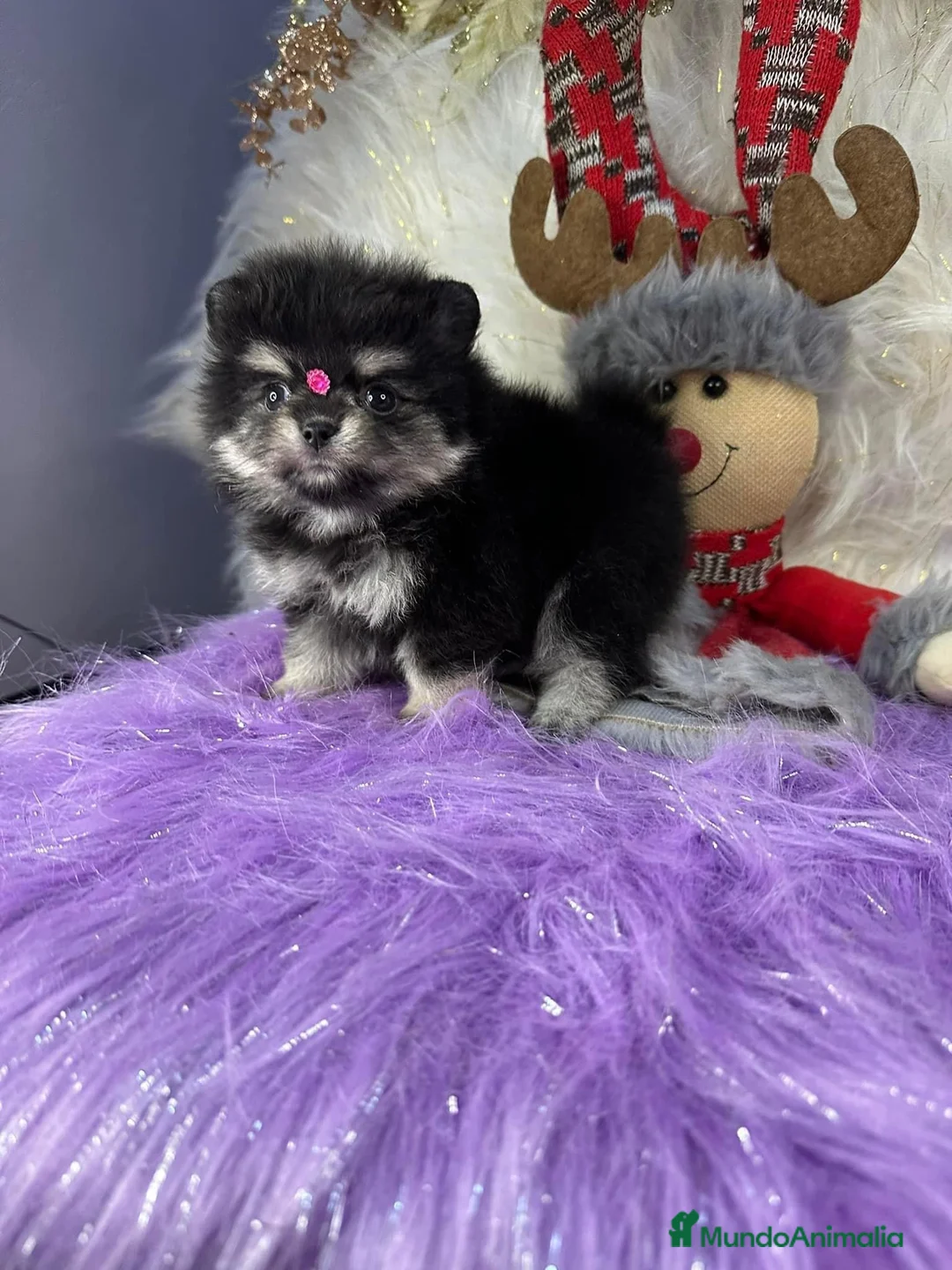 Pomerania perros en venta: pomeranias cachorros  - Anuncio 5
