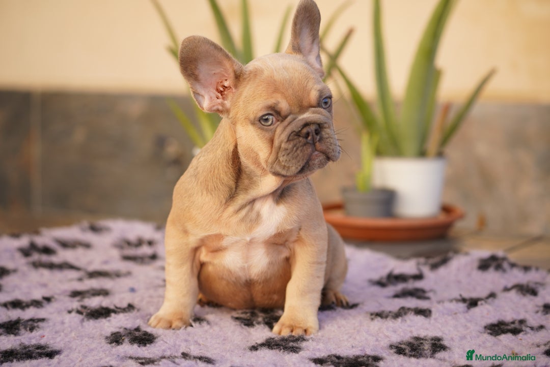 Bulldog Francés perros en venta: Bulldog francés exótico  - Anuncio 1