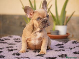 Bulldog Francés perros Bulldog francés exótico - Anuncio 6