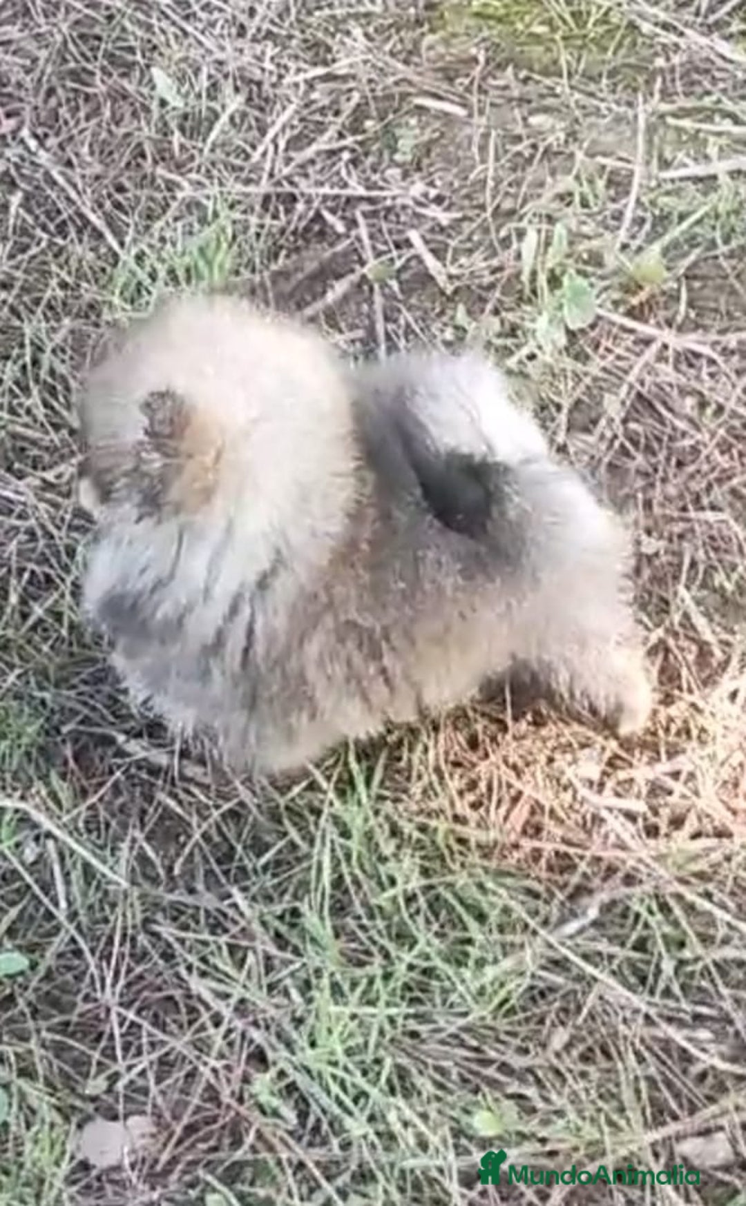 Pomerania perros en venta: POMERANIA EN MINIATURA - Anuncio 3