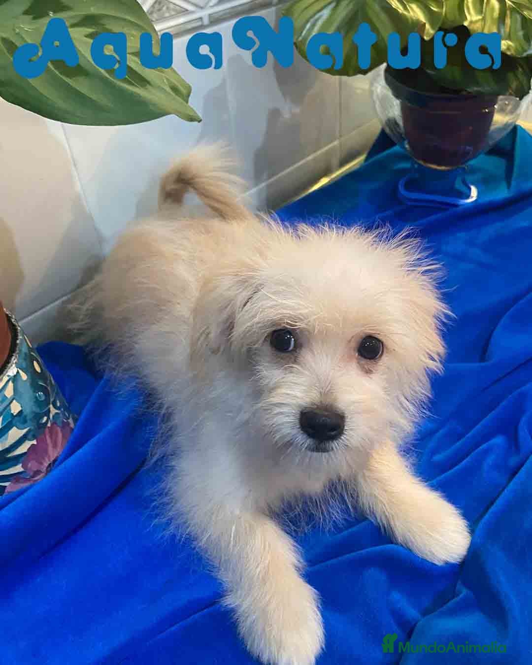 Raza Mixta perros en venta: Havapom Macho de Kyi Junior 4563 AQUANATURA - Anuncio 1