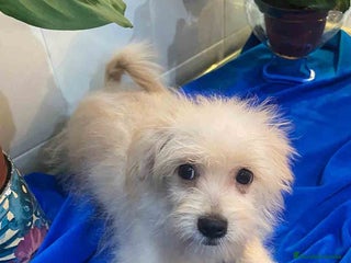 Raza Mixta perros Havapom Macho de Kyi Junior 4563 AQUANATURA - Anuncio 1