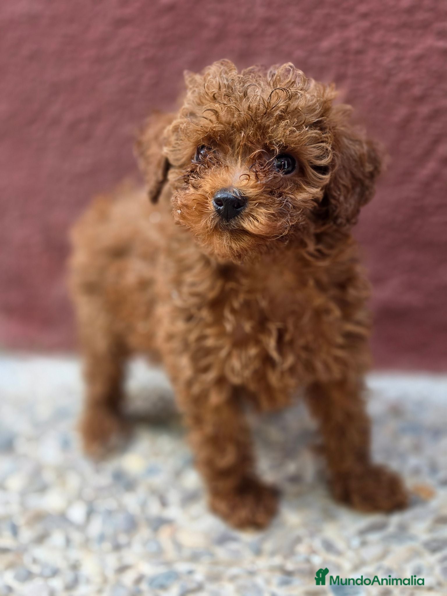 Caniche Toy perros Caniche Toy Macho rojo - Anuncio 6