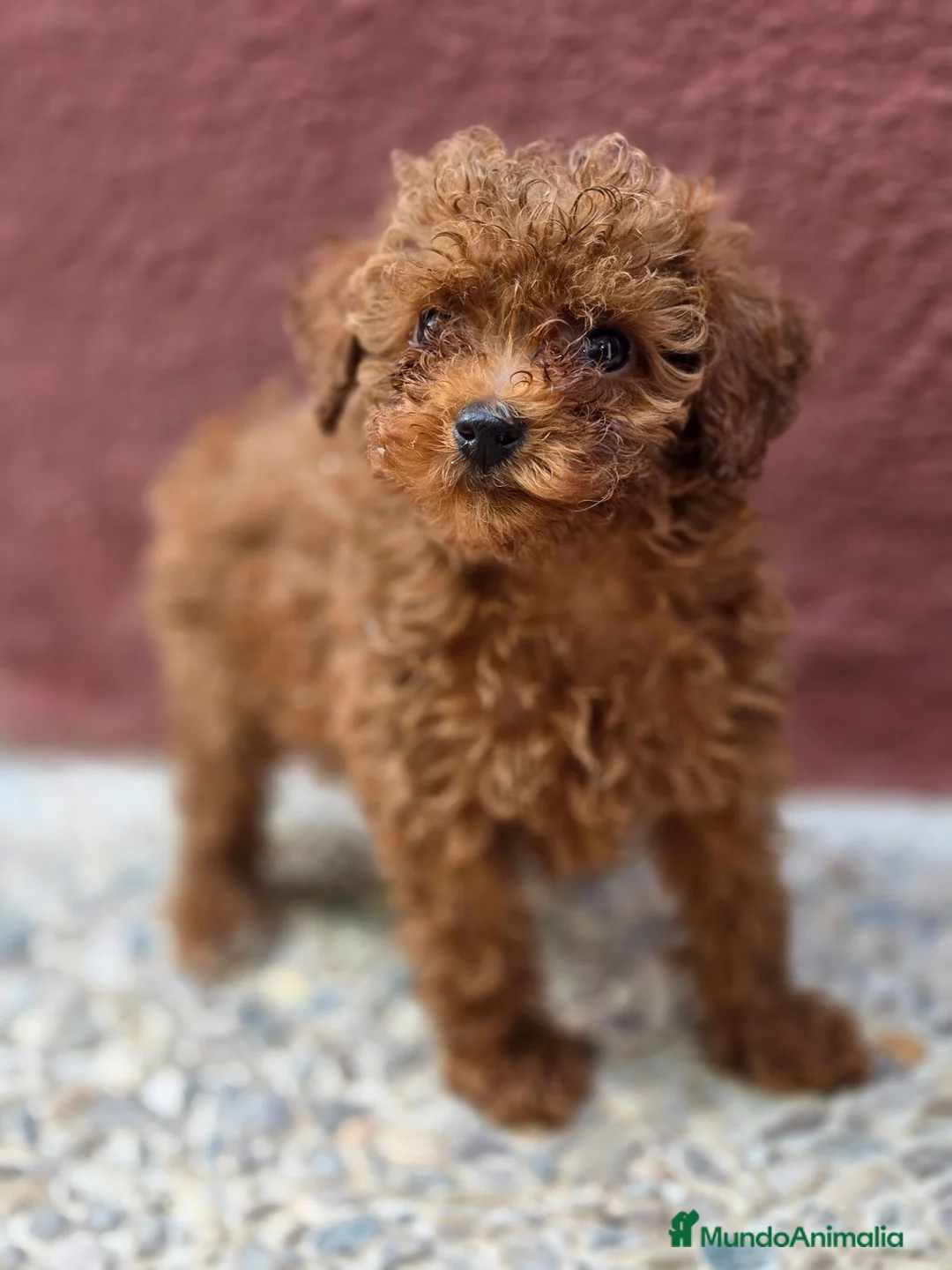Caniche Toy perros en venta: Caniche Toy Macho rojo - Anuncio 1