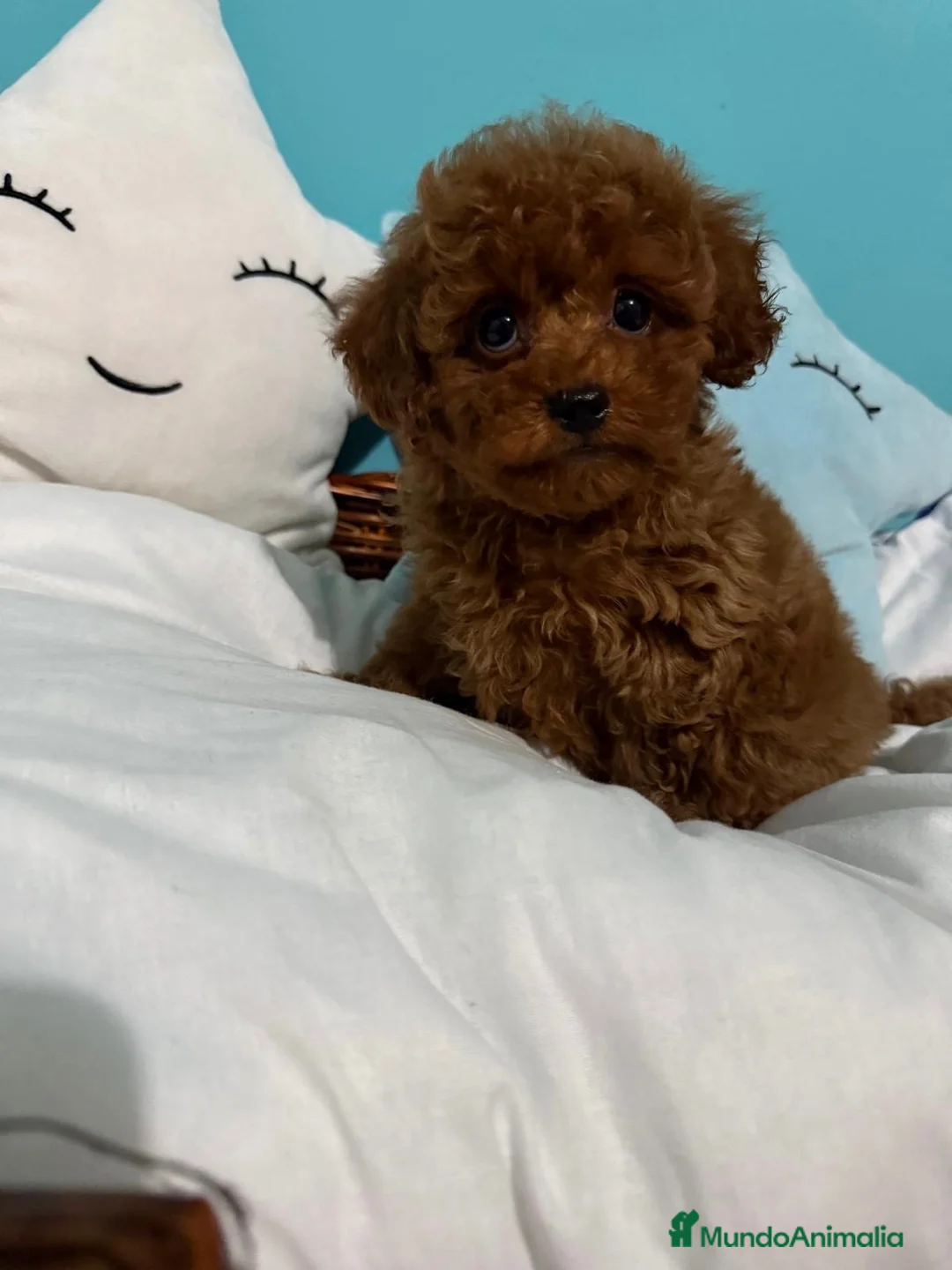 Caniche Toy perros en venta: Caniche Toy macho y hembra !!! - Anuncio 1