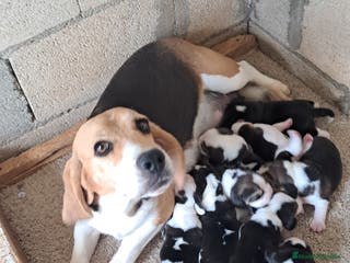 Beagle perros Bebés Beagles - Anuncio 2