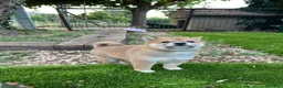 Shiba Inu perros en venta: Lindos Shiba inu en Tarragona y Barcelona 🦊✨ - Anuncio 3