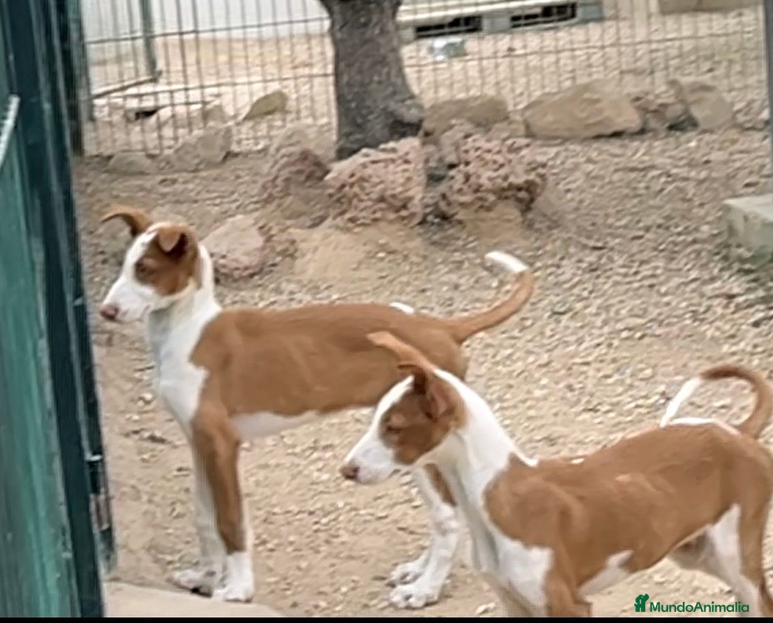 Podenco Ibicenco perros Podencos ibicencos  - Anuncio 1