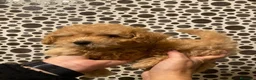 Caniche Toy perros en venta: Precioso caniche toy en Madrid - Anuncio 7