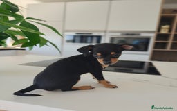 Pinscher Miniatura perros en venta: Mini pinchers  - Imagen 9