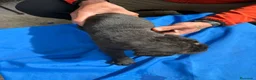 Cane Corso perros en venta: Cane corso  - Anuncio 9