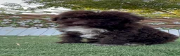 Perro de Agua Español perros en venta: PERRO DE AGUA ESPAÑOL - Anuncio 10