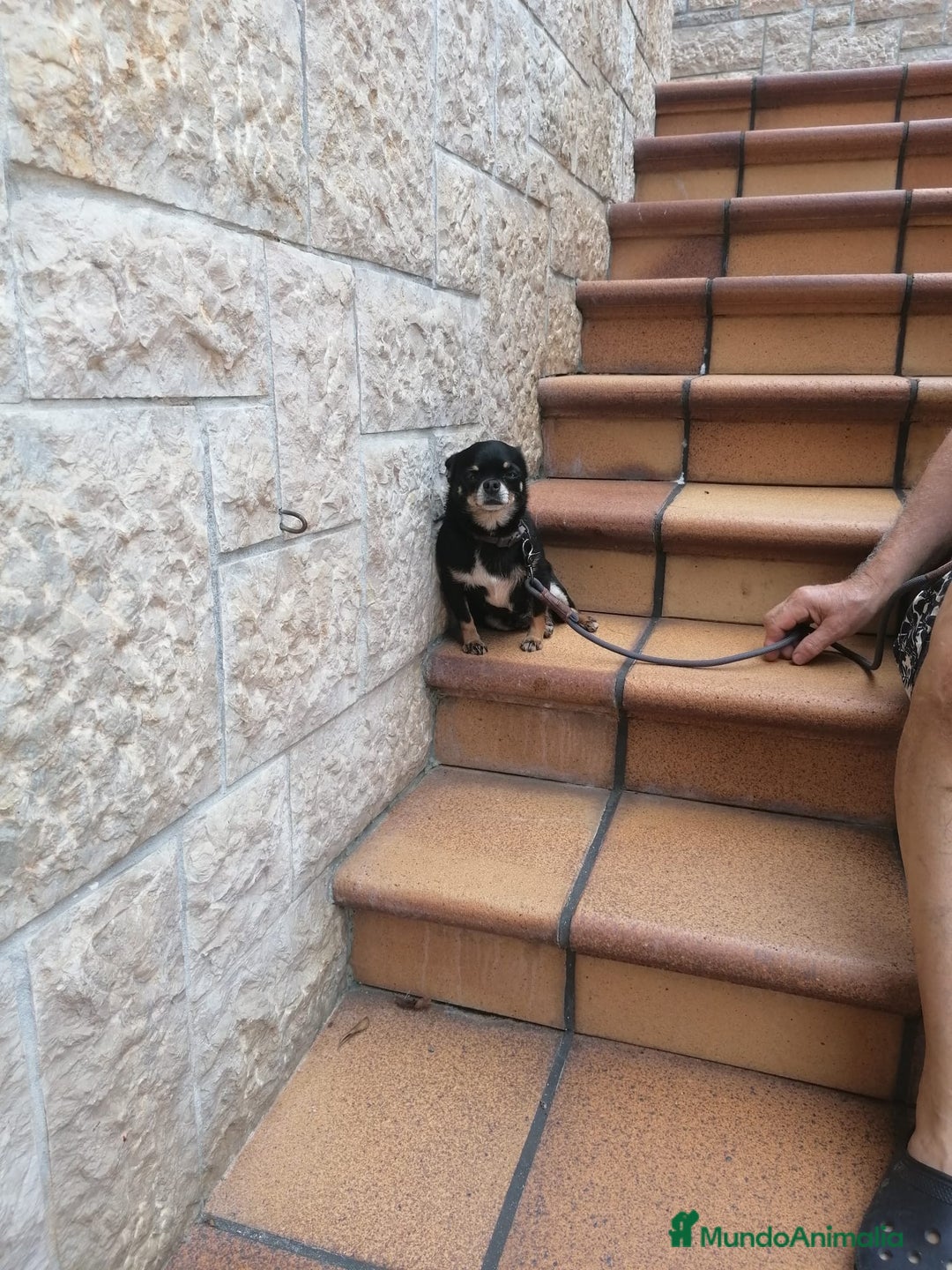 Chihuahua perros en venta: Chihuahuas puros - Imagen 5