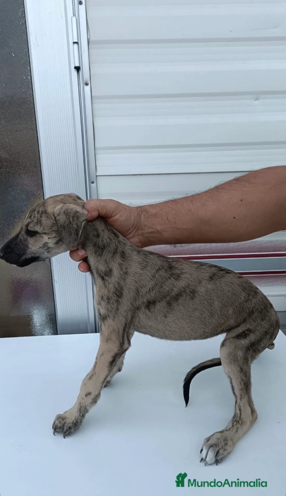 Galgo Español perros en venta: camada galgo español - Anuncio 2