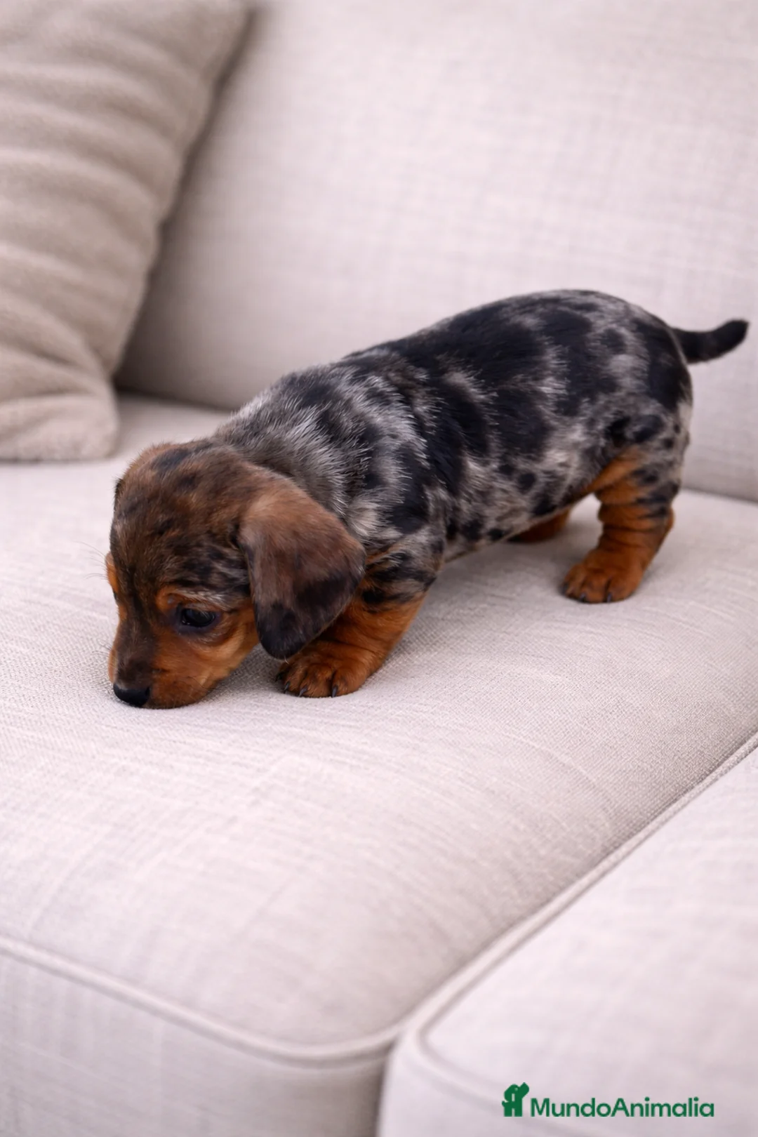 Teckel Miniatura perros en venta: Hembra teckel arlequin plata - Anuncio 2