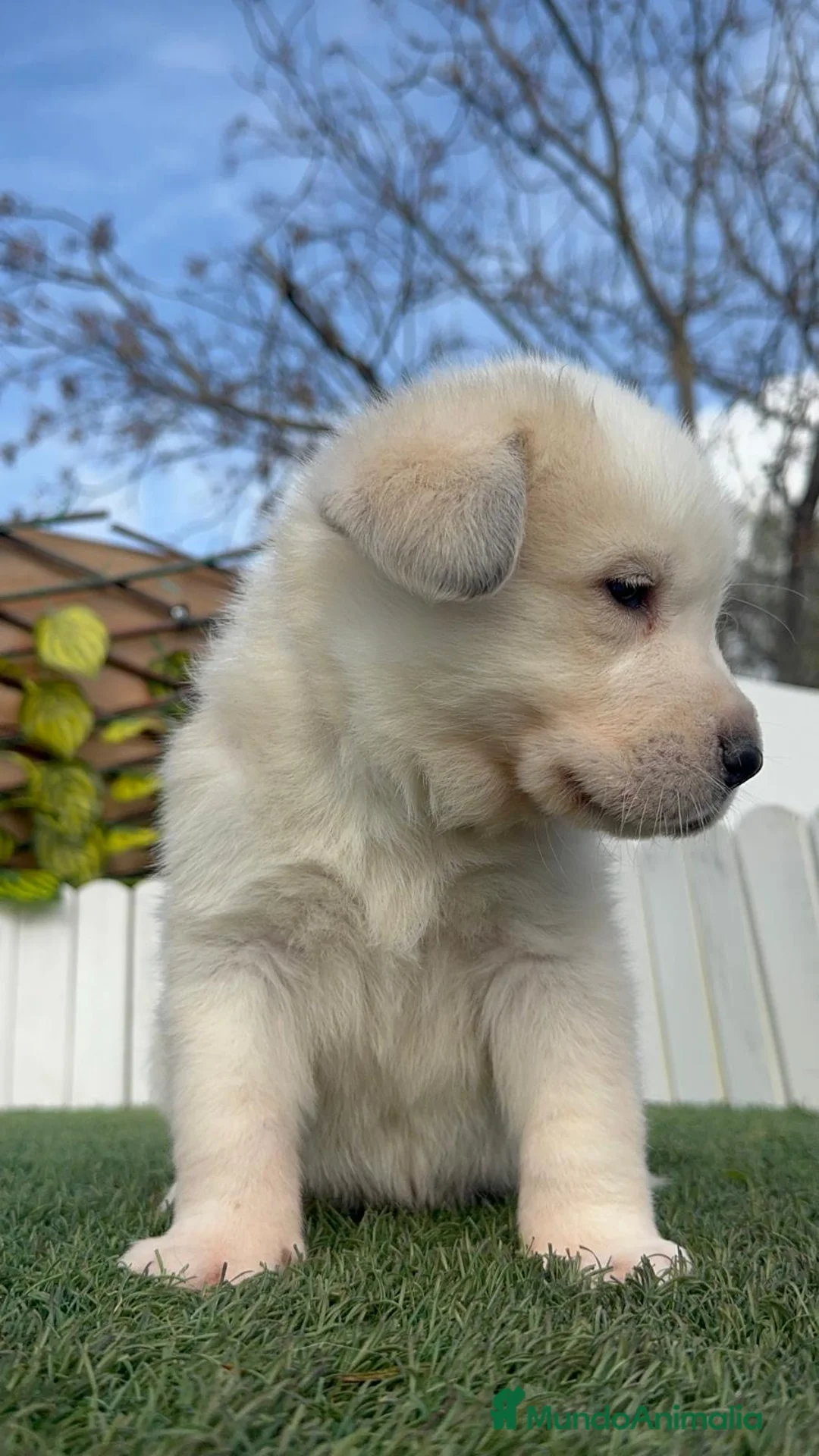 Mastín Español perros en venta: MASTIN ESPAÑOL - Anuncio 18