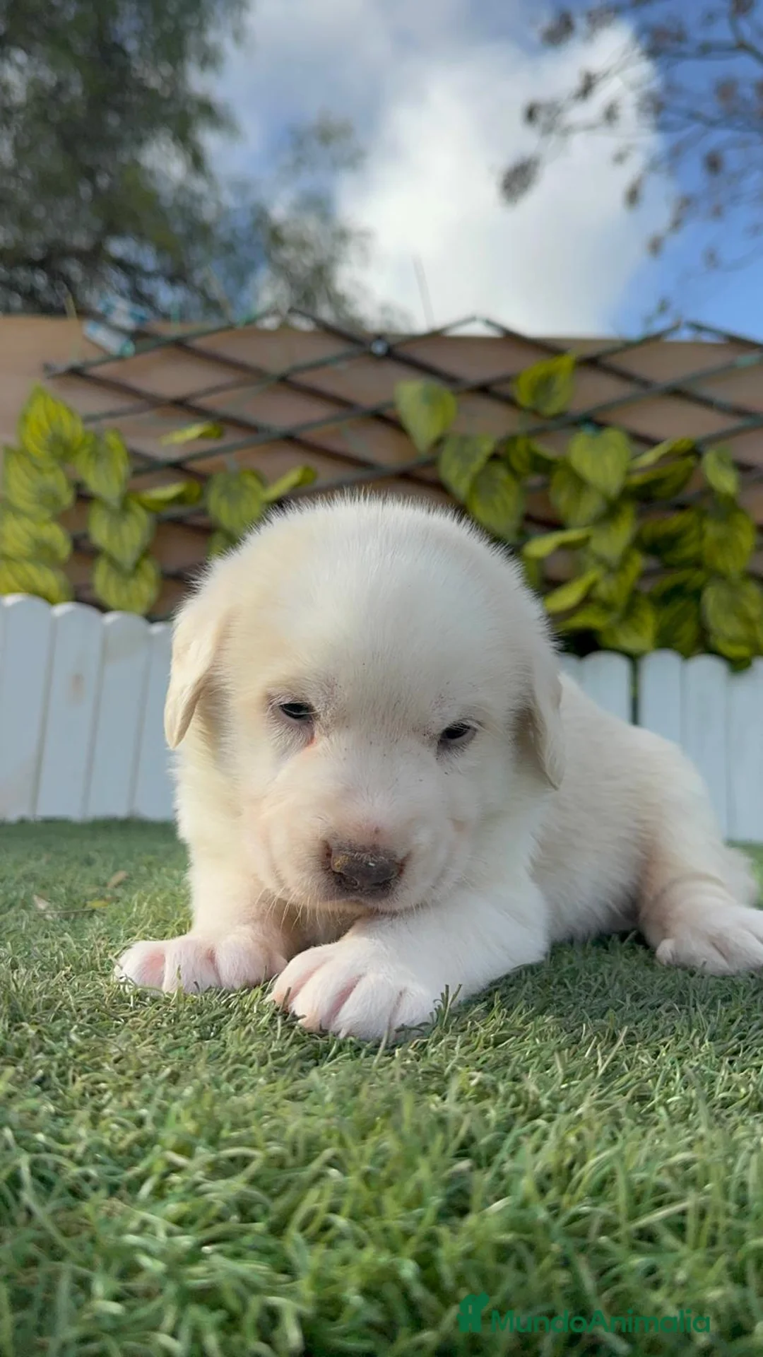 Mastín Español perros en venta: MASTIN ESPAÑOL - Anuncio 8