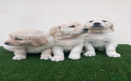 Golden Retriever perros en venta: Espectaculares ejemplares de GOLDEN RETRIEVER  - Anuncio 1