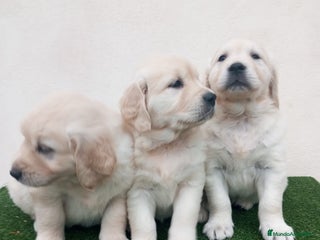 Golden Retriever perros Espectaculares ejemplares de GOLDEN RETRIEVER - Anuncio 1