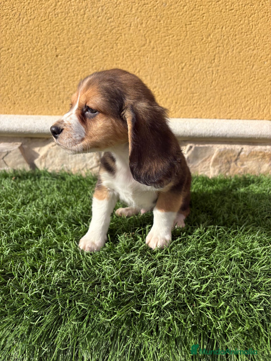 Beagle perros en venta: Espectacular cachorro de Beagle - Anuncio 21