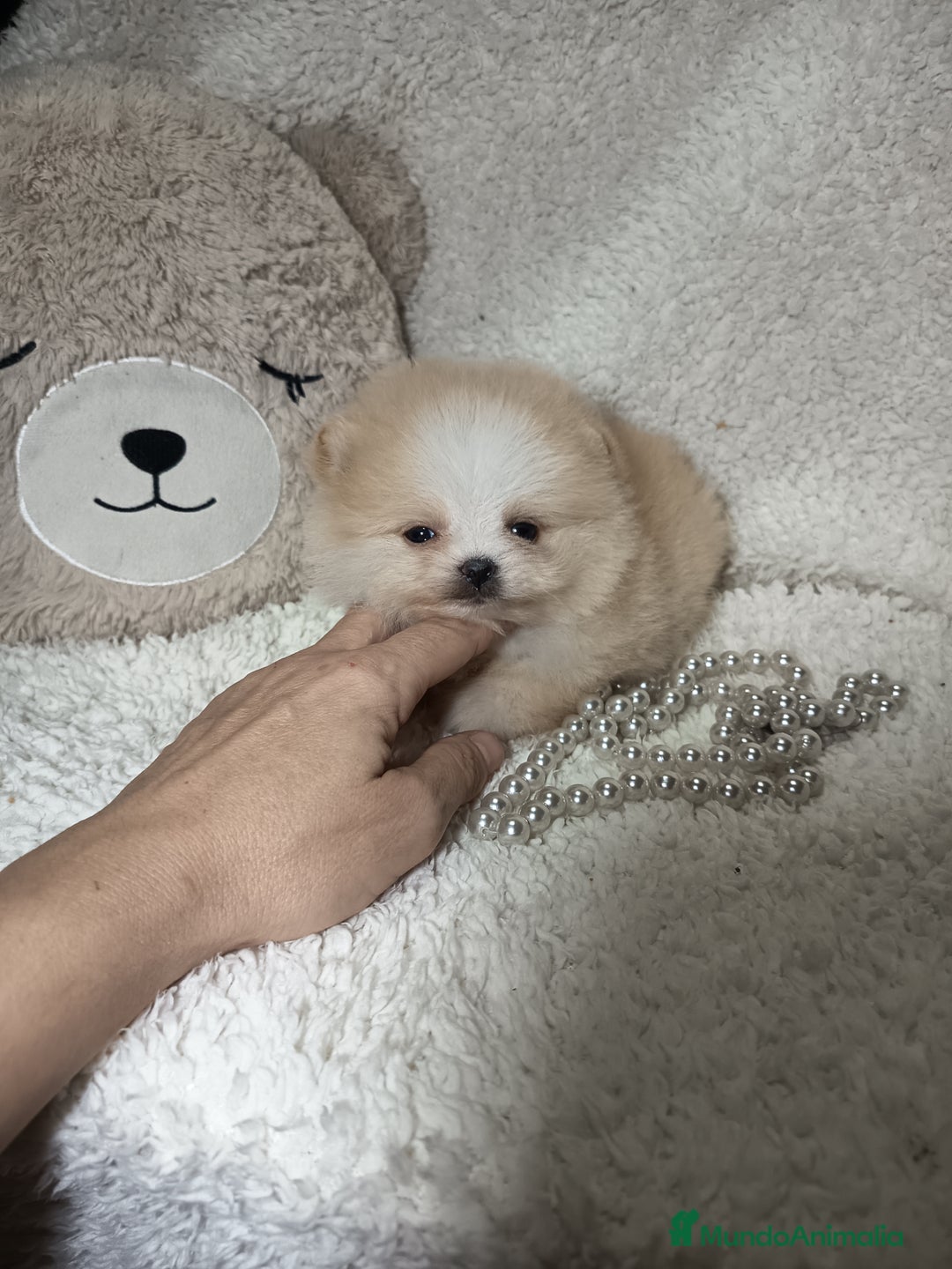 Pomerania perros en venta: Pomerania ositos mini 🩷 - Imagen 2