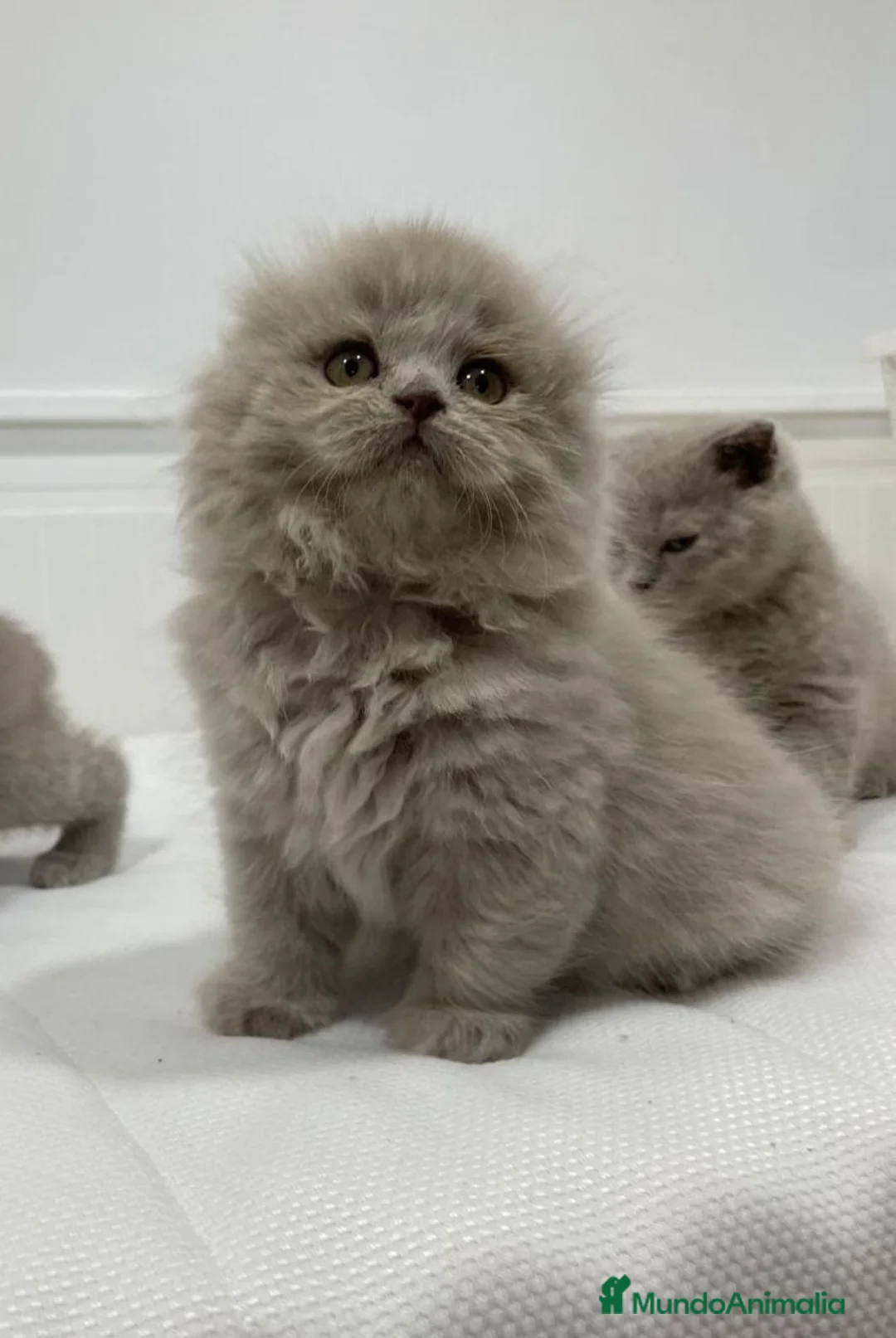 Scottish Fold gatos en venta: camada de scottis fold longhair y shorthair - Anuncio 1