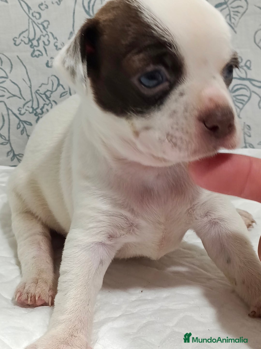 Chihuahua perros en venta: Chihuahua toys  - Imagen 9