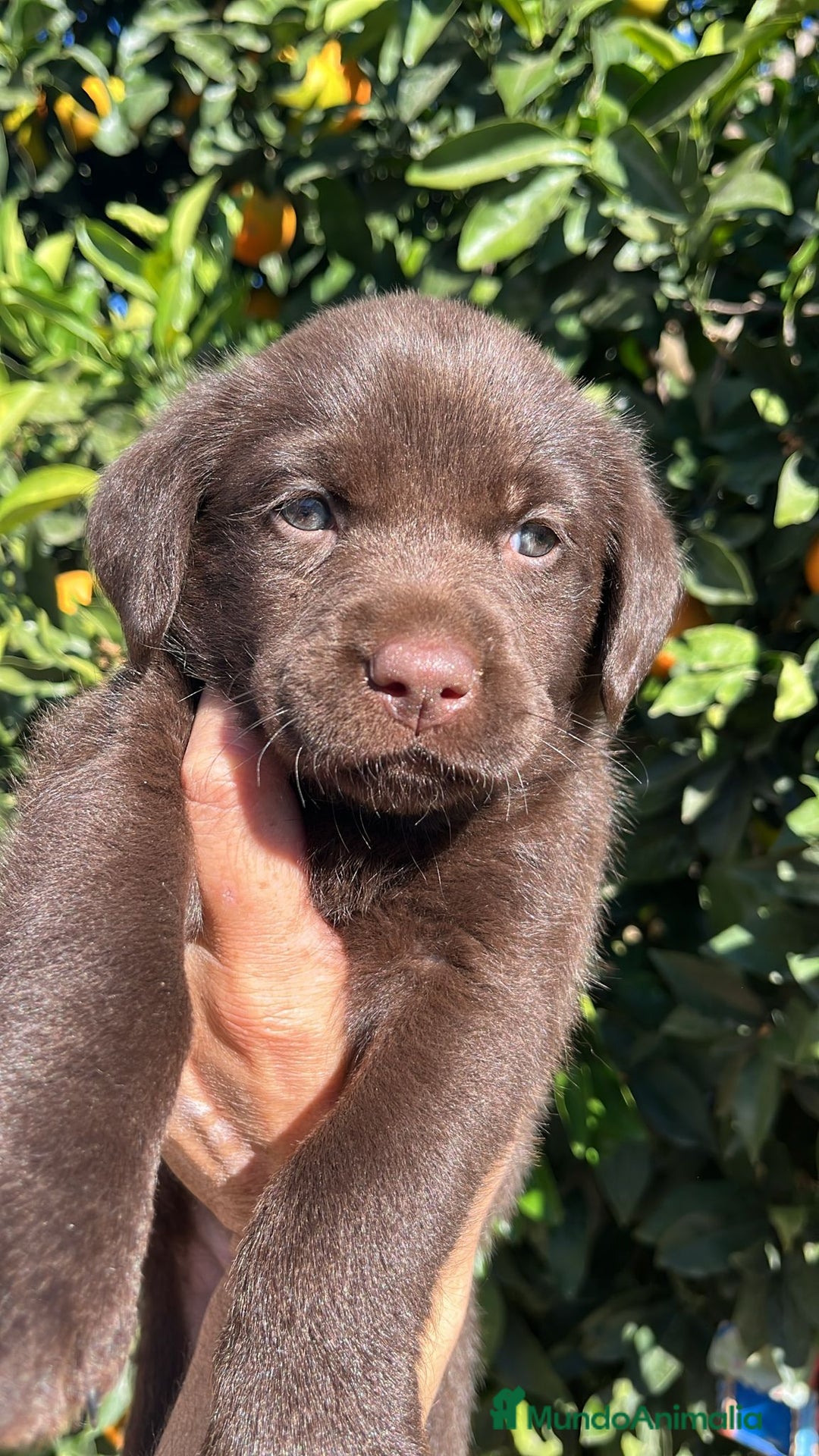 Labrador Retriever perros en venta: Cachorros labrador chocolate  - Imagen 5
