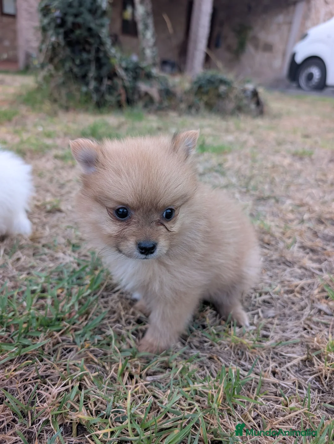 Spitz pequeño - Kleinspitz perros en venta: Kleinspitz pomeranias  - Anuncio 12