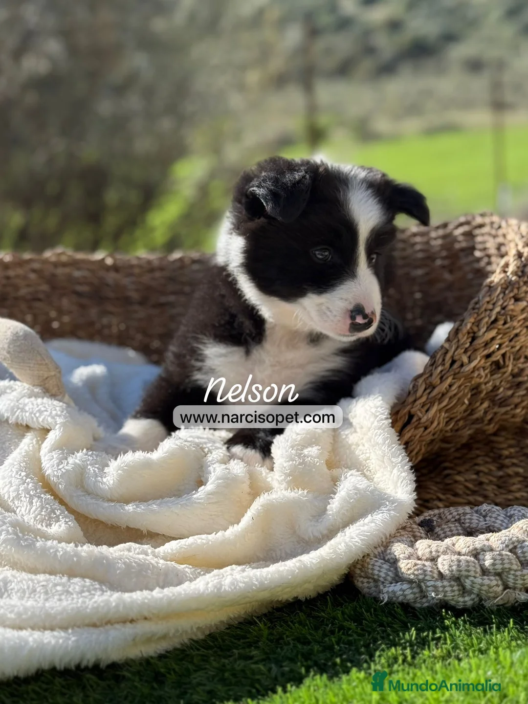 Border Collie perros en venta: CRIADERO DE BORDER COLLIE - Anuncio 6