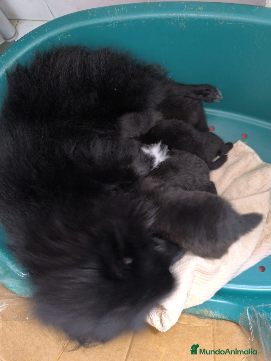 Pomerania perros en venta: Preciosos cachorros de pomerania - Imagen 16