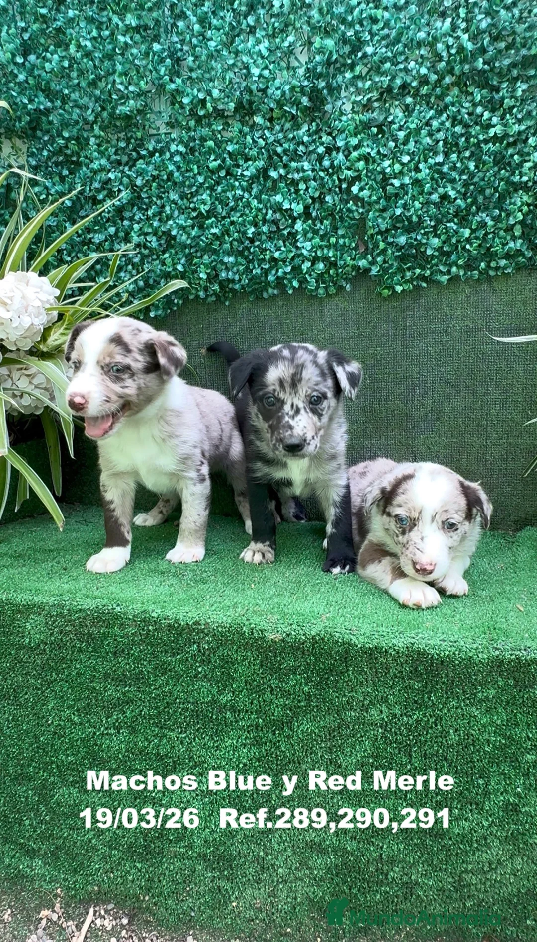 Border Collie perros en venta: BORDER COLLIE DE VILLA BIZNAGA - Anuncio 2