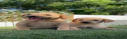 Labrador Retriever perros en venta: LABRADOR RETRIEVER  - Anuncio 9
