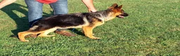 Pastor Alemán perros en venta: Cachorros de pastor alemán  - Anuncio 3