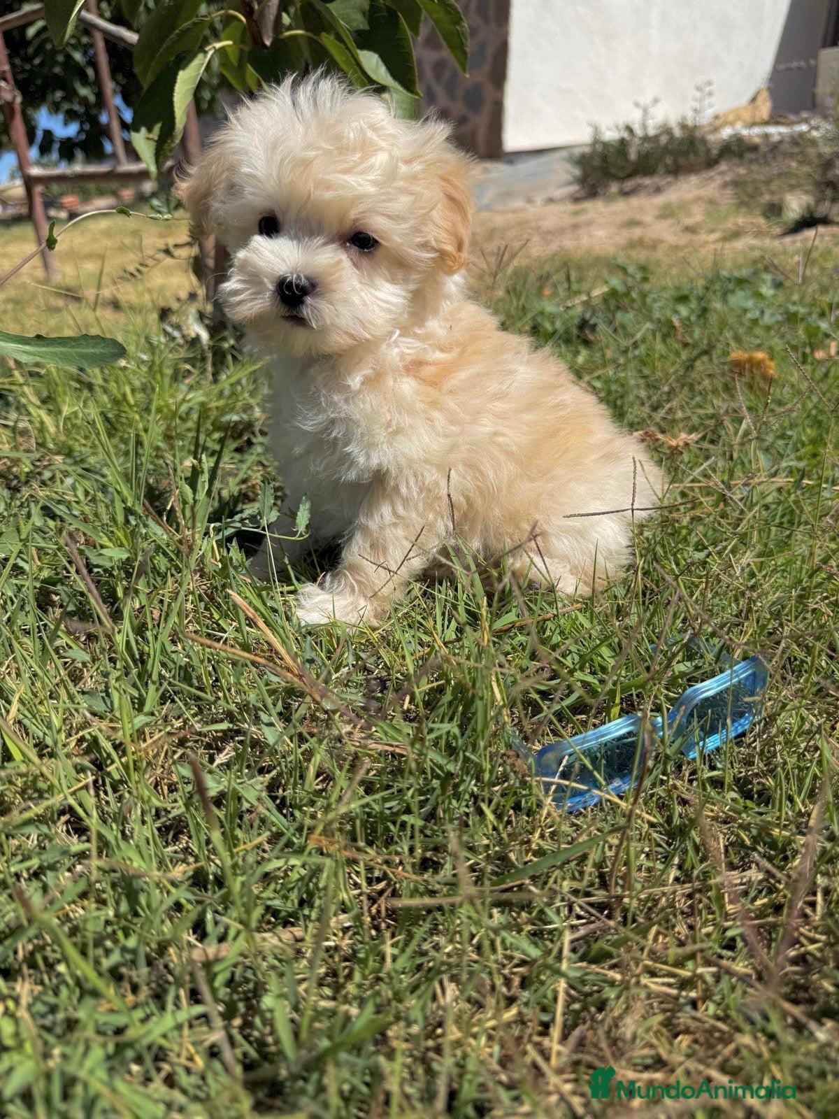 Maltipoo perros Maltipoo macho toy disponible !! - Anuncio 1