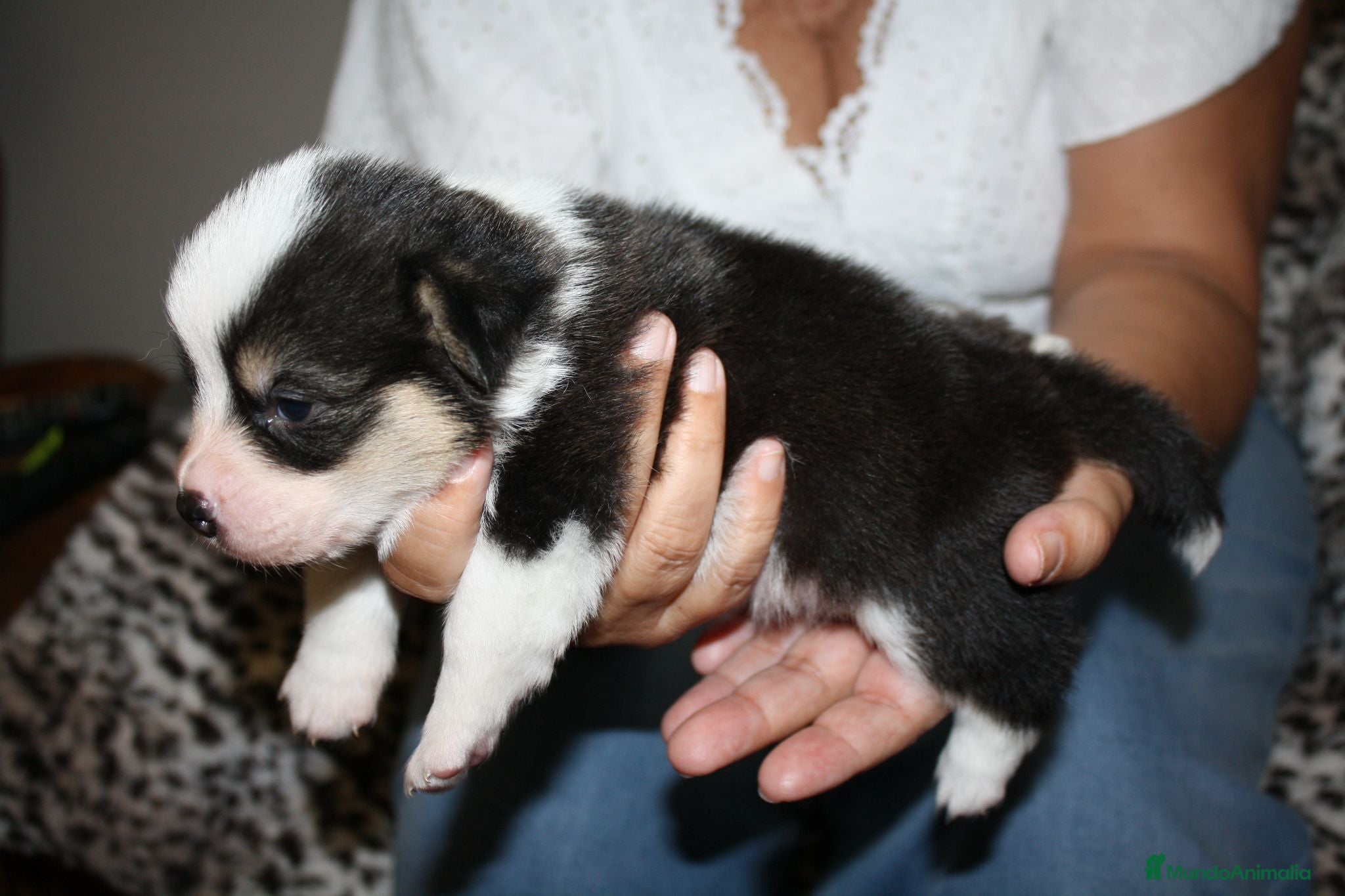 Welsh Corgi Pembroke perros Camada Welsh Corgi Pembroke - Anuncio 5