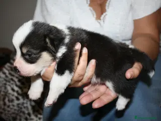 Welsh Corgi Pembroke perros Camada Welsh Corgi Pembroke - Anuncio 5