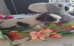 Chihuahua perros en venta: Hembra chihuahua pelo largo  - Anuncio 4