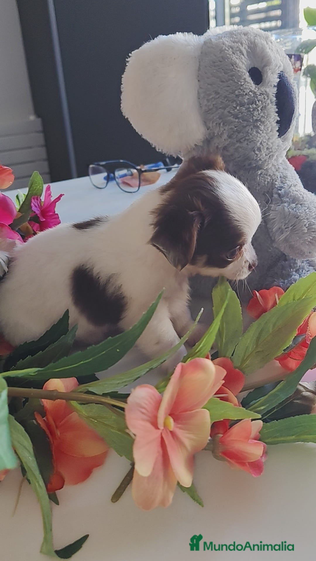 Chihuahua perros en venta: Hembra chihuahua pelo largo  - Anuncio 4