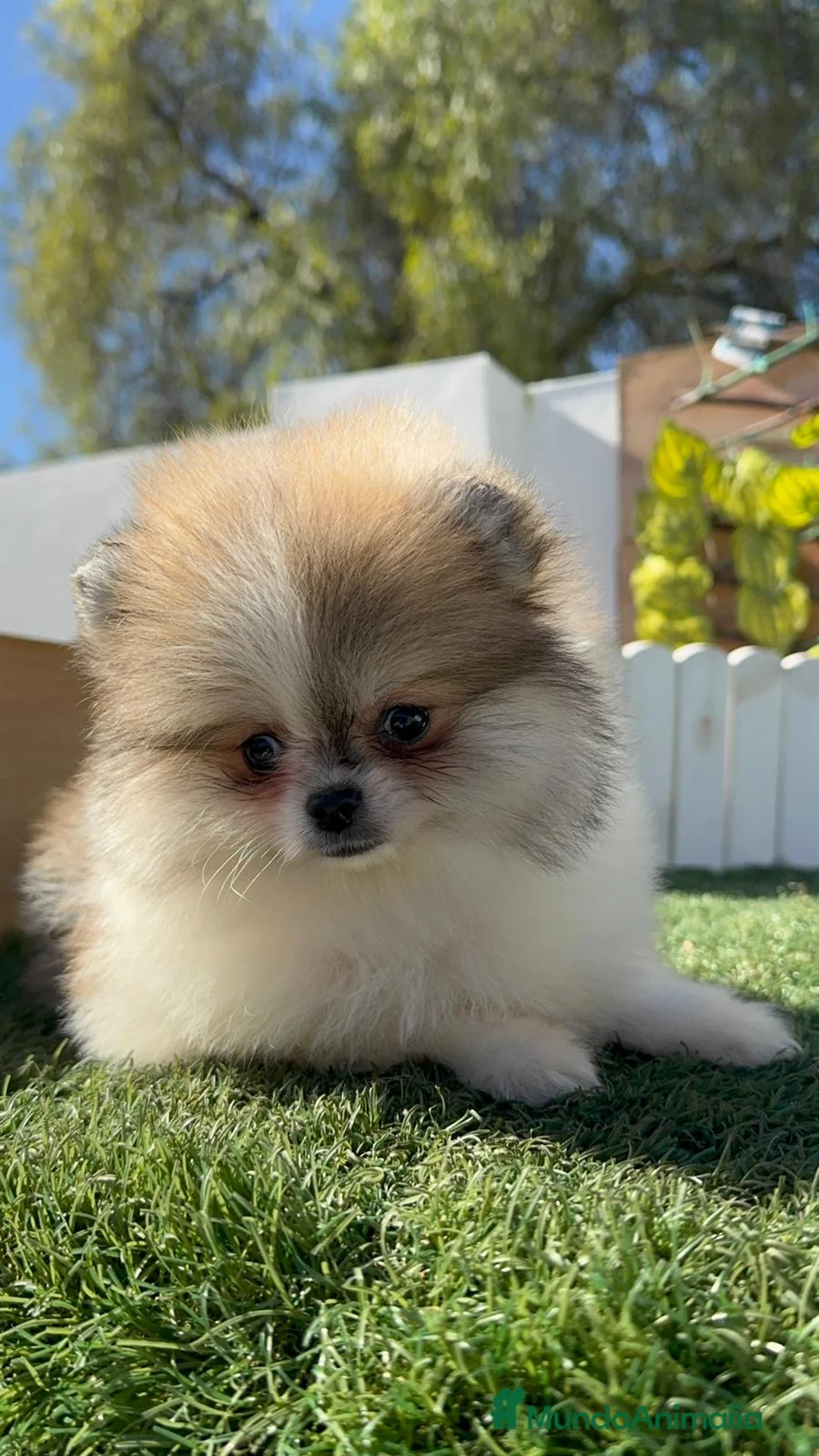 Pomerania perros en venta: POMERANIA - Anuncio 5