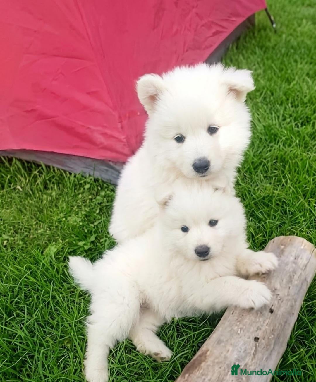 Samoyedo perros PRECIOSOS SAMOYEDOS PARA RESERVA - Anuncio 1