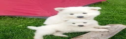 Samoyedo perros en venta: PRECIOSOS SAMOYEDOS PARA RESERVA - Anuncio 1